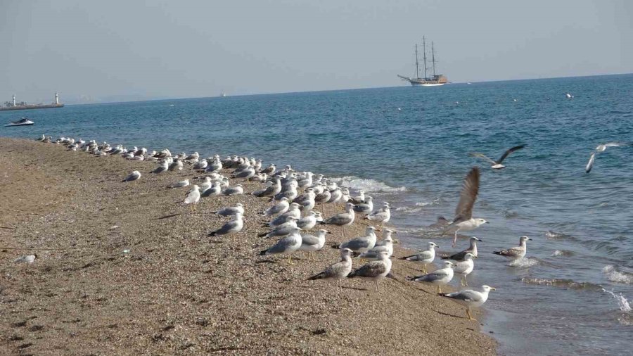 Manavgat Sahilleri Martı Ve Diğer Deniz Kuşlarıyla Dolup Taşmaya Başladı