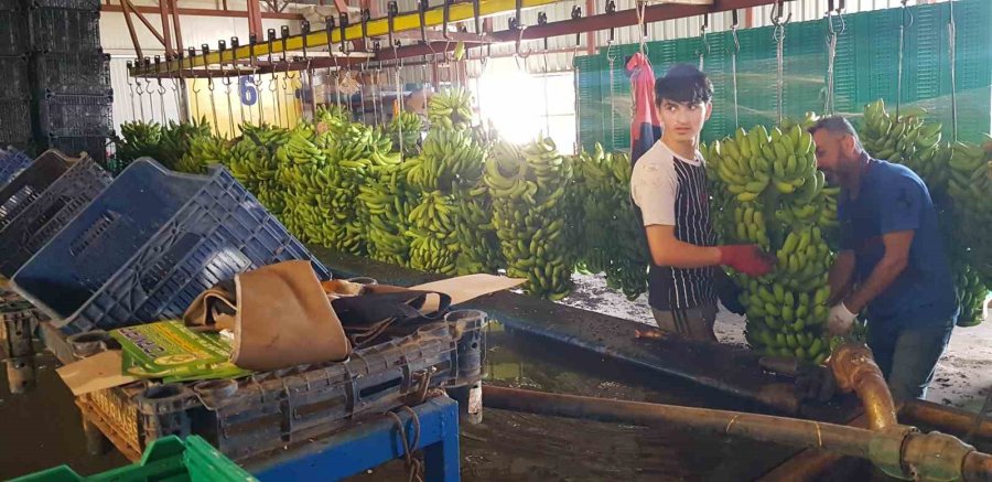 Alanya’da Muz Hasadı Başladı, Rekoltenin 150 Bin Tonu Bulması Bekleniyor