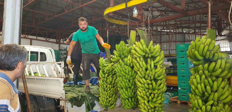 Alanya’da Muz Hasadı Başladı, Rekoltenin 150 Bin Tonu Bulması Bekleniyor