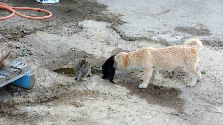 1.5 Yaşındaki Köpek, Anneleri Ölen Kedilere Annelik Yapıyor