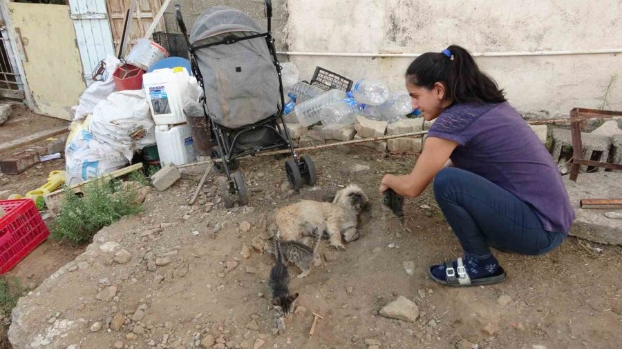 1.5 Yaşındaki Köpek, Anneleri Ölen Kedilere Annelik Yapıyor