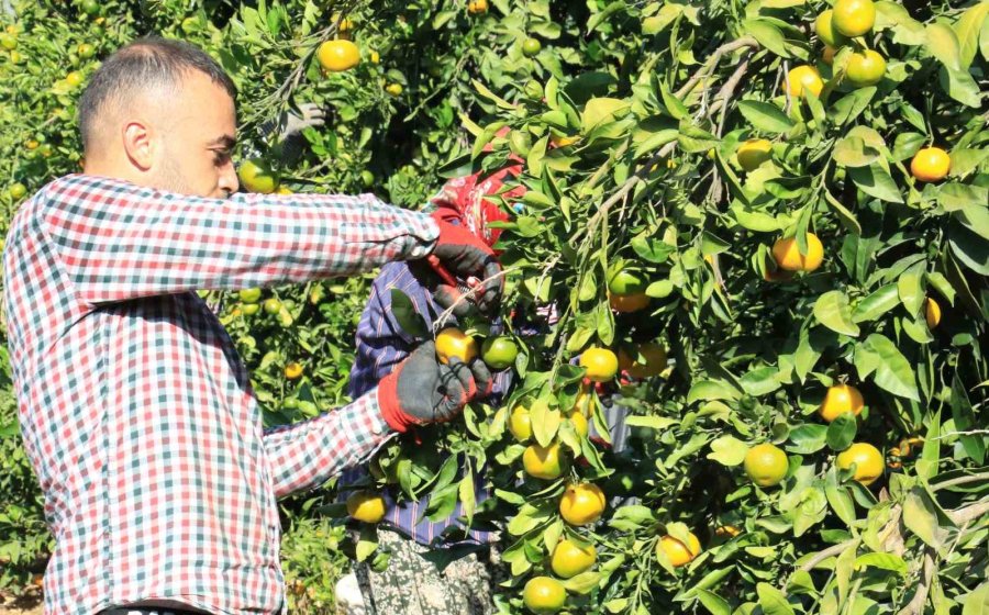 Mandalinada Bu Yıl Verim Yüksek, Fiyat Ucuz