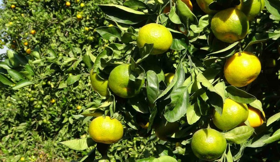 Mandalinada Bu Yıl Verim Yüksek, Fiyat Ucuz