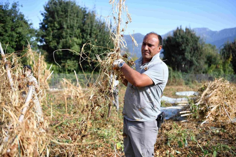 Lezzetiyle Ünlenen Çandır Fasulyesinde Hasat Zamanı