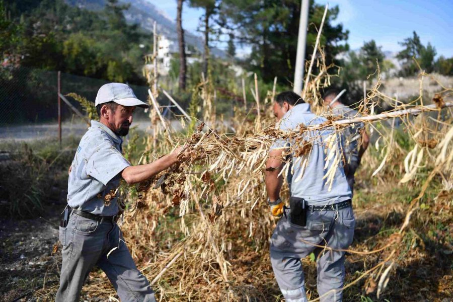 Lezzetiyle Ünlenen Çandır Fasulyesinde Hasat Zamanı