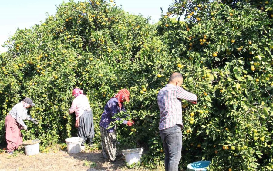 Mandalinada Bu Yıl Verim Yüksek, Fiyat Ucuz