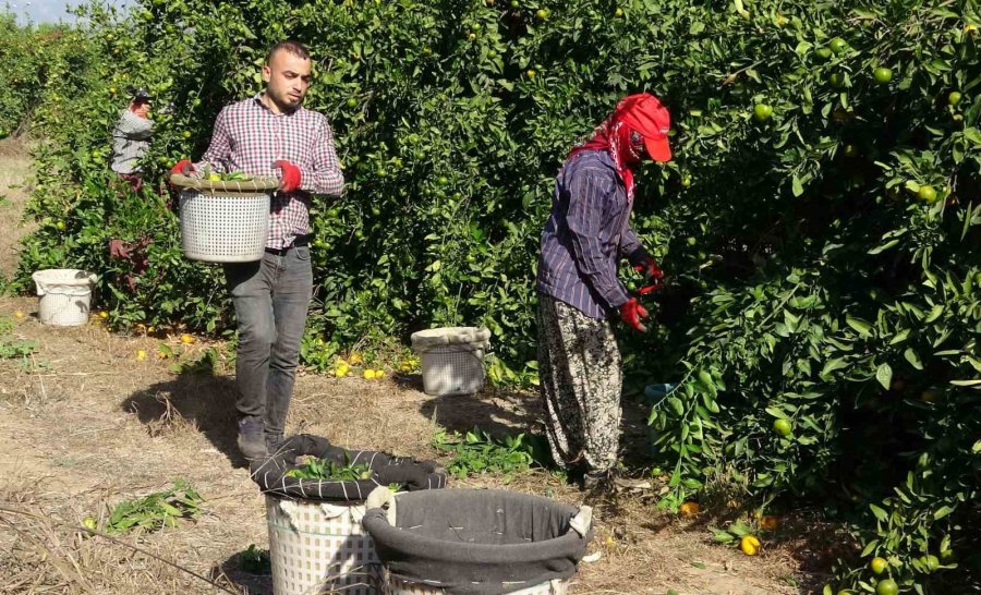 Mandalinada Bu Yıl Verim Yüksek, Fiyat Ucuz