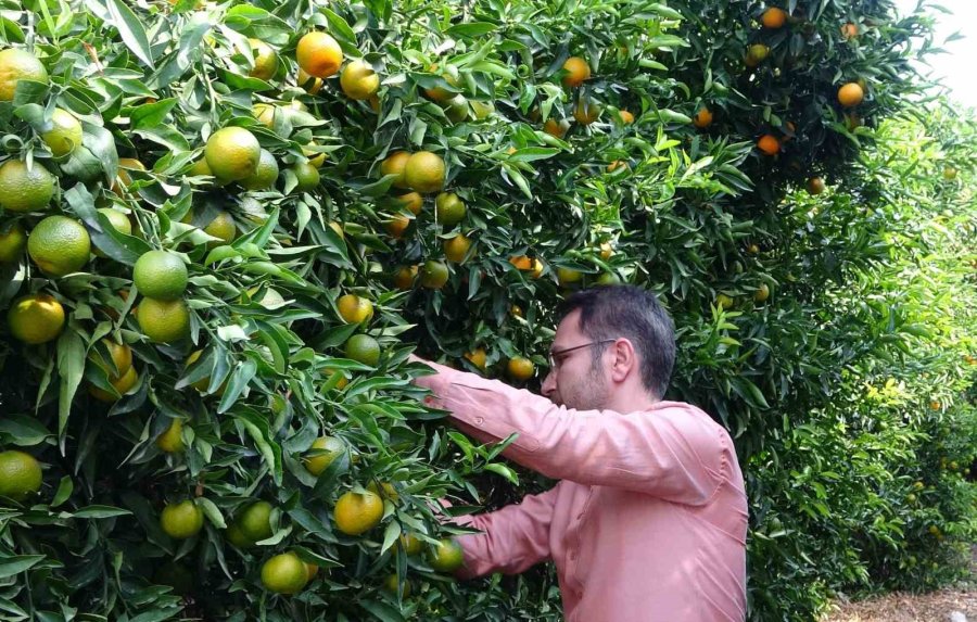 Mandalinada Bu Yıl Verim Yüksek, Fiyat Ucuz