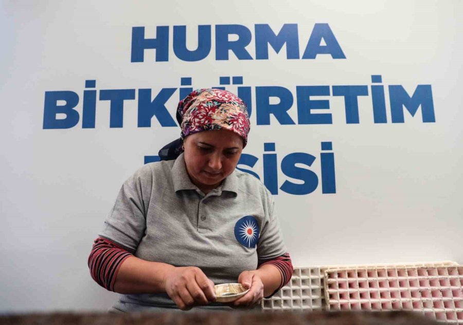 Büyükşehir Belediyesi Kendi Ürettiği Çiçek Ve Bitkilerle Yıllık 22 Milyon Lira Tasarruf Ediyor