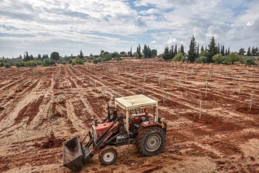 Kepez’e 30 Bin Zeytin Fidanı Dikilmesi Planlanıyor