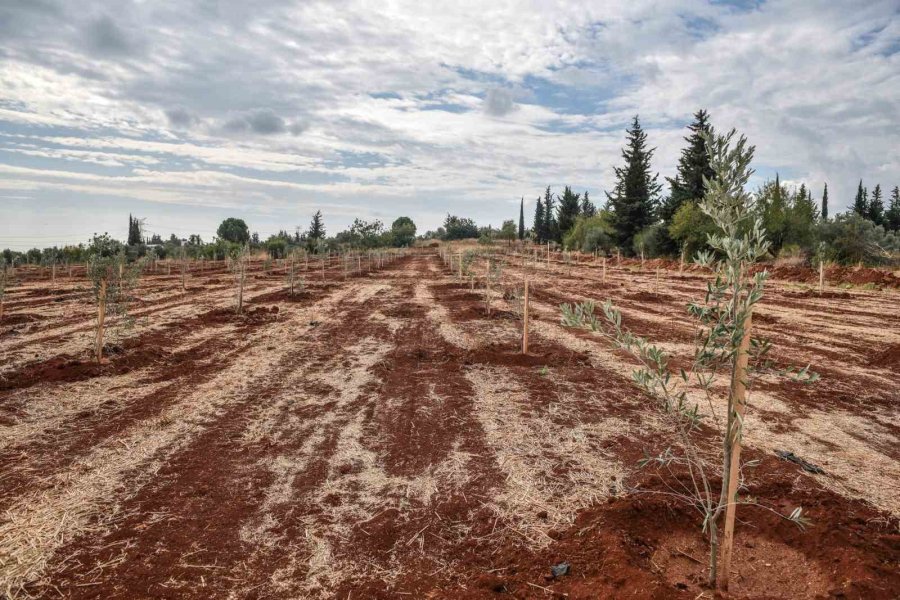 Kepez’e 30 Bin Zeytin Fidanı Dikilmesi Planlanıyor