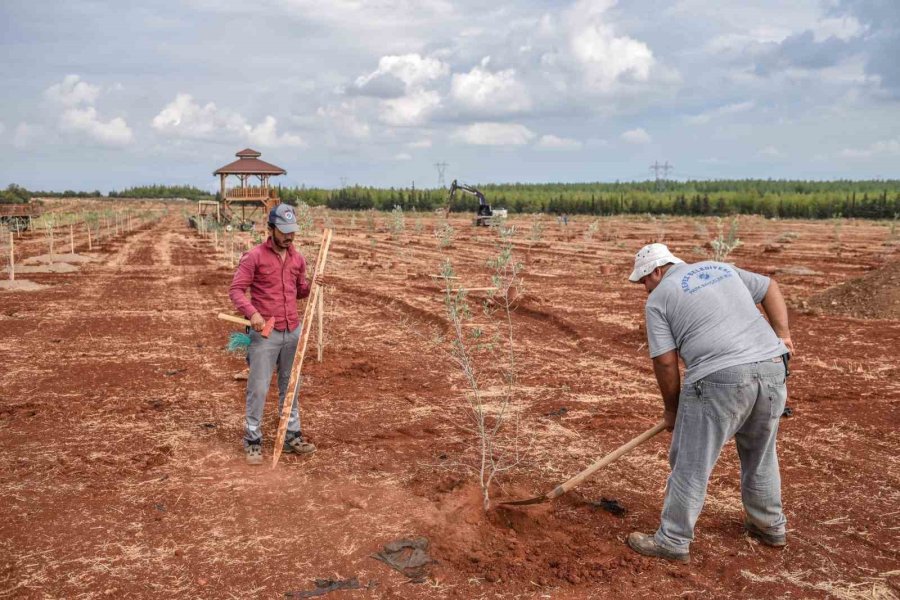 Kepez’e 30 Bin Zeytin Fidanı Dikilmesi Planlanıyor