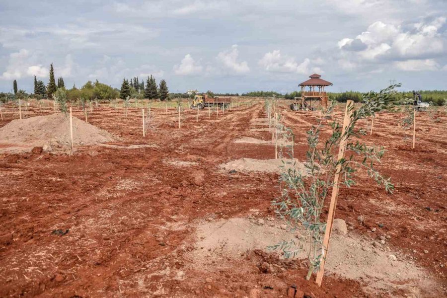 Kepez’e 30 Bin Zeytin Fidanı Dikilmesi Planlanıyor