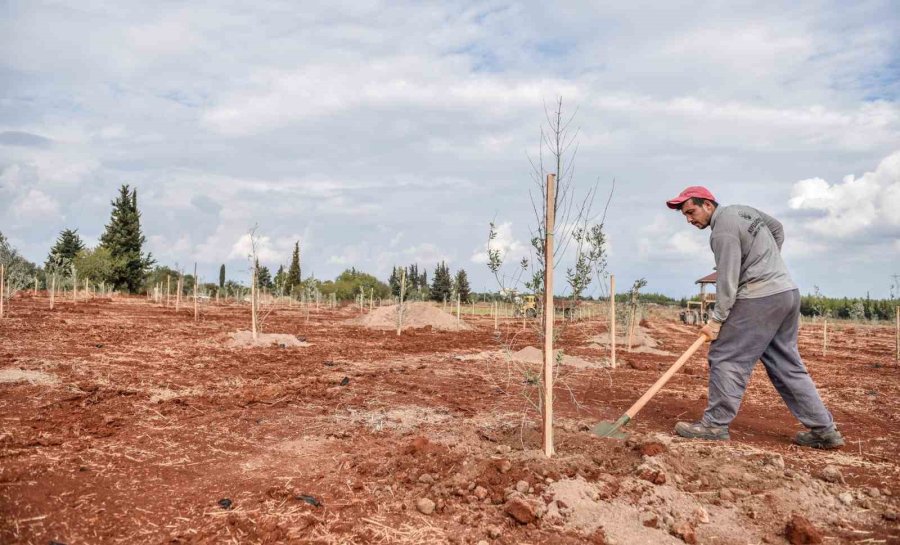 Kepez’e 30 Bin Zeytin Fidanı Dikilmesi Planlanıyor