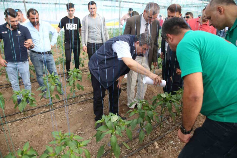 Üreticilerin Korkulu Rüyasına Karşı Biyolojik Mücadele Başladı