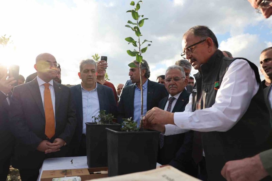 Bakan Özhaseki, Ahlat Ve Alıç Ağaçlarına Aşılama Yaptı