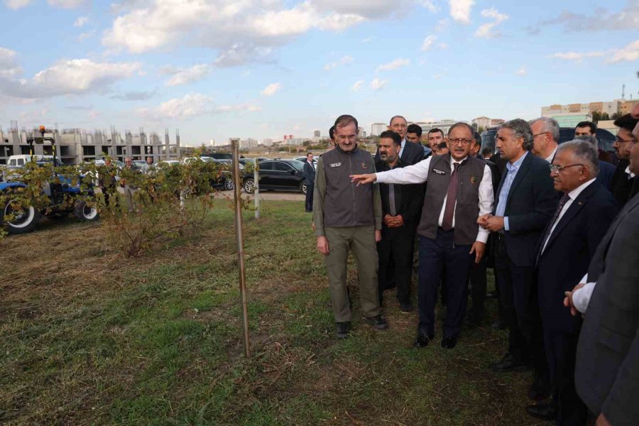 Bakan Özhaseki, Ahlat Ve Alıç Ağaçlarına Aşılama Yaptı