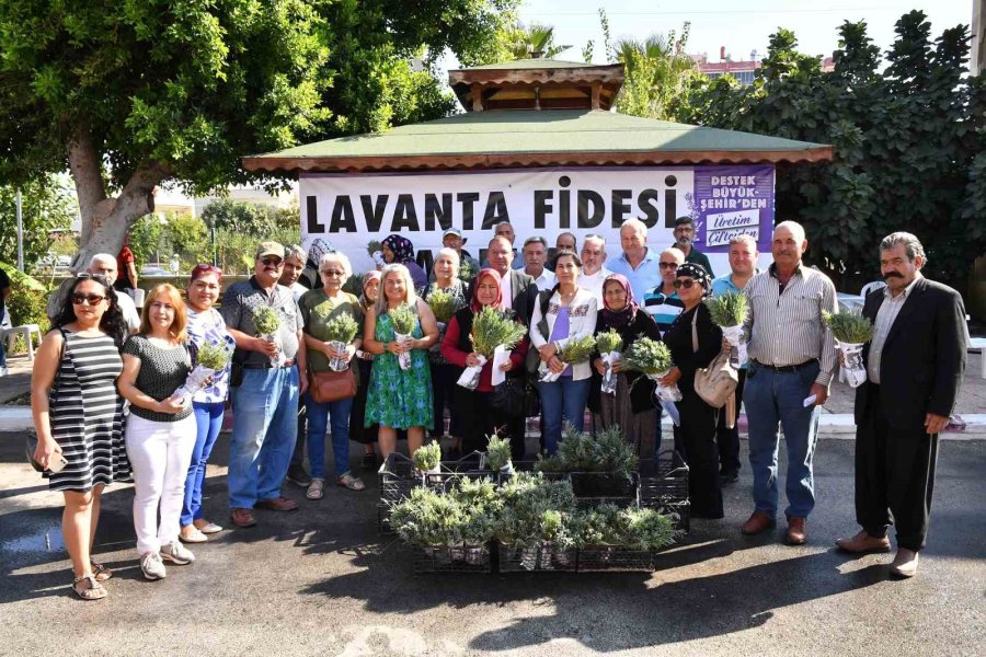 Silifkeli Üreticilere Lavanta Fidesi Dağıtıldı