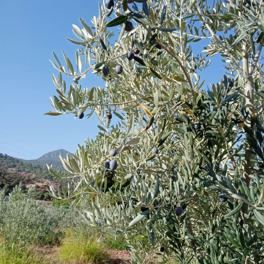 Eskişehir’de Zeytin Rekoltesi Düştü