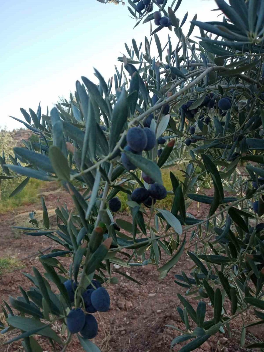 Eskişehir’de Zeytin Rekoltesi Düştü