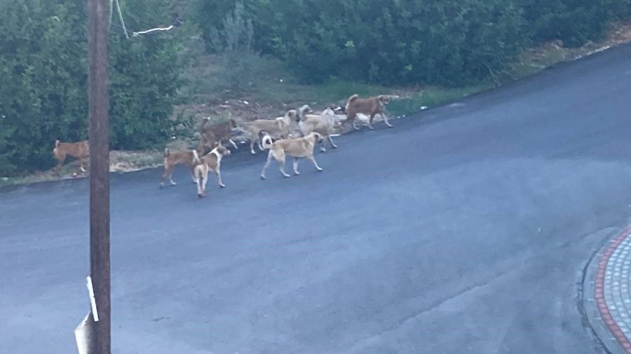 Sokak Köpeğinin Saldırdığı 3 Tekerlekli Motor Böyle Devrildi