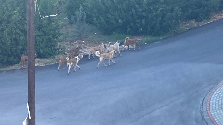 Sokak Köpeğinin Saldırdığı 3 Tekerlekli Motor Böyle Devrildi