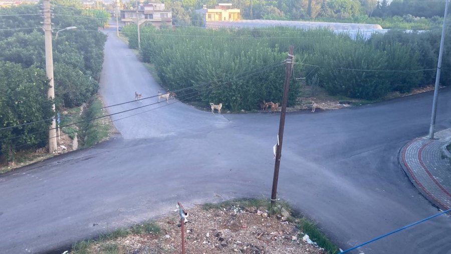 Sokak Köpeğinin Saldırdığı 3 Tekerlekli Motor Böyle Devrildi