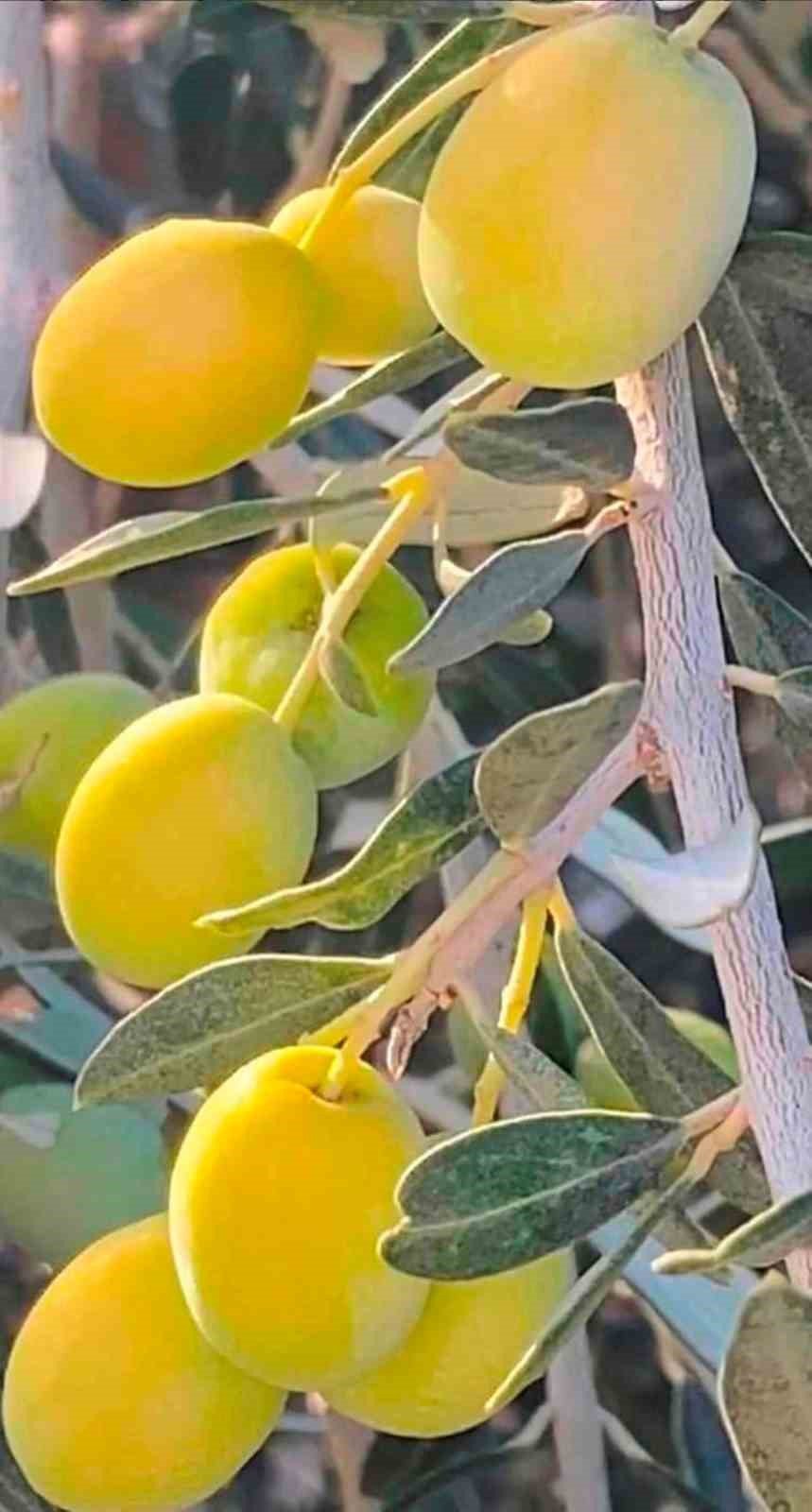 Mersin’de Tüccarların Zeytin Alım Fiyatını Düşürmesine Tepki: Bazı Üreticiler Hasadı Erteledi