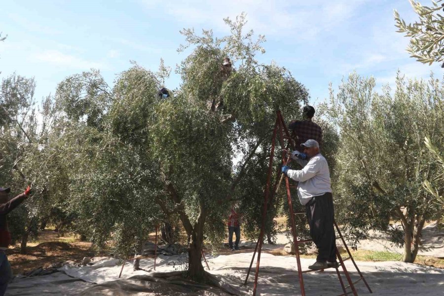 Mersin’de Tüccarların Zeytin Alım Fiyatını Düşürmesine Tepki: Bazı Üreticiler Hasadı Erteledi