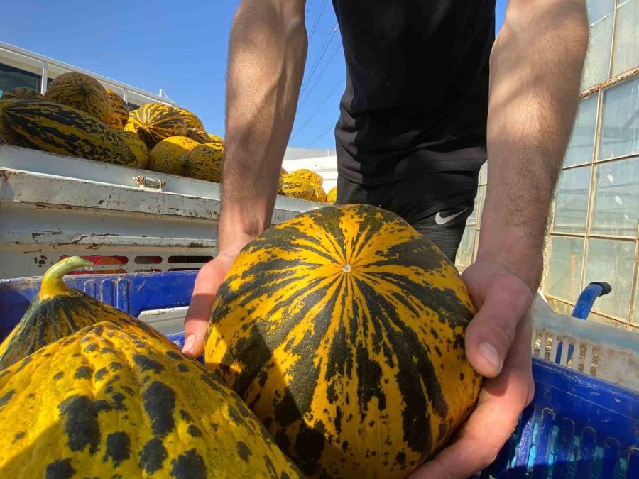 Antalya’da Örtüaltı Kavun Hasadı Üreticinin Yüzünü Güldürüyor