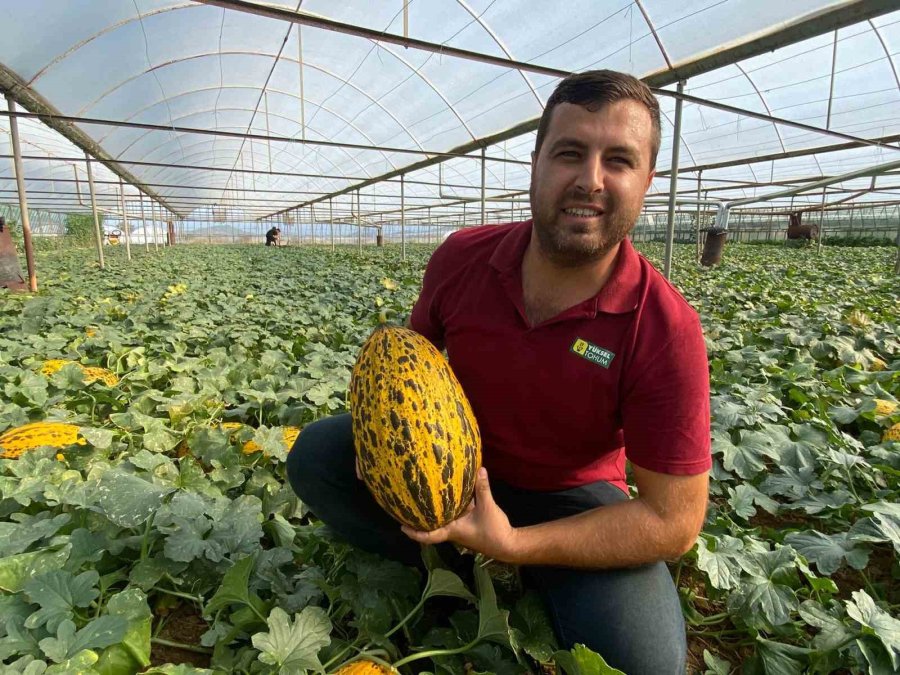 Antalya’da Örtüaltı Kavun Hasadı Üreticinin Yüzünü Güldürüyor