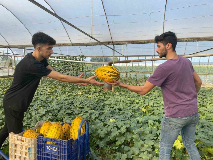 Antalya’da Örtüaltı Kavun Hasadı Üreticinin Yüzünü Güldürüyor