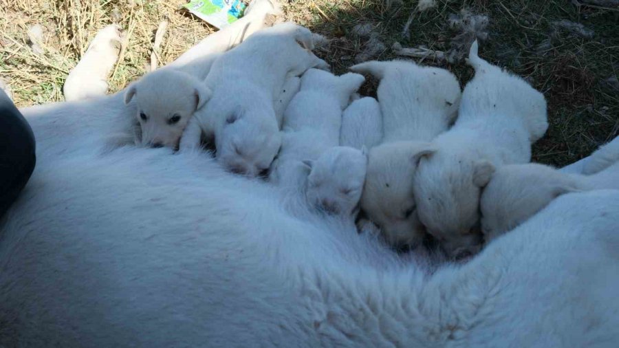 Annesiz Kalan Yavruları Başka Bir Akbaş Cinsi Köpek Sahiplendi