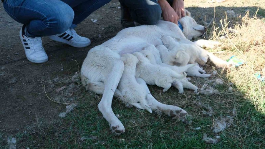 Annesiz Kalan Yavruları Başka Bir Akbaş Cinsi Köpek Sahiplendi