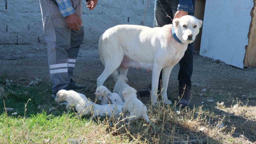 Annesiz Kalan Yavruları Başka Bir Akbaş Cinsi Köpek Sahiplendi