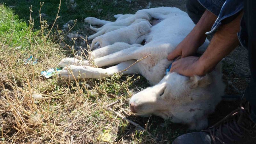 Annesiz Kalan Yavruları Başka Bir Akbaş Cinsi Köpek Sahiplendi