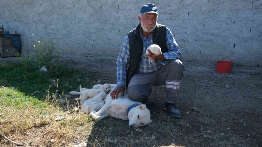 Annesiz Kalan Yavruları Başka Bir Akbaş Cinsi Köpek Sahiplendi