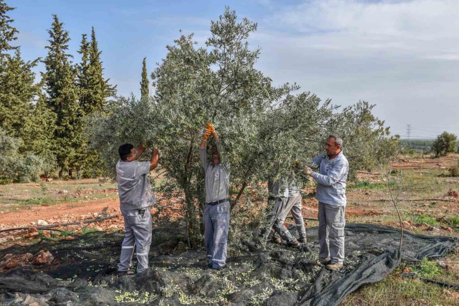 Kepez’den Zeytin Hasadı