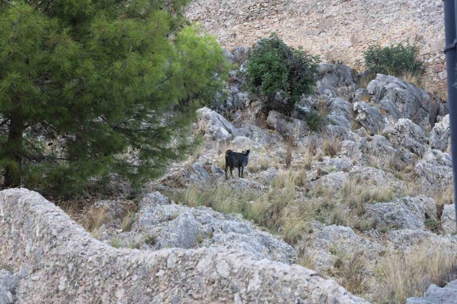 Alanya’da Tedavi Edilen Yaralı Keçi Doğaya Bırakıldı