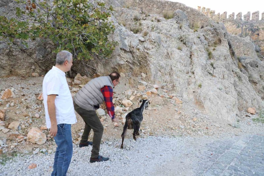 Alanya’da Tedavi Edilen Yaralı Keçi Doğaya Bırakıldı