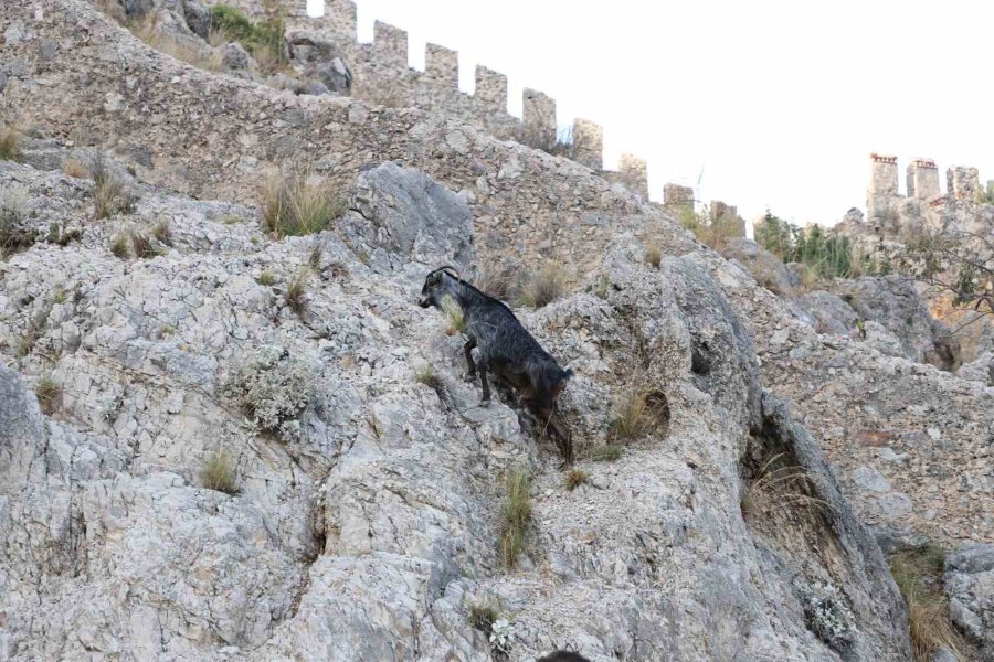 Alanya’da Tedavi Edilen Yaralı Keçi Doğaya Bırakıldı