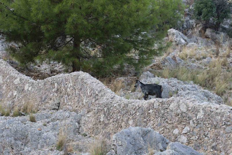 Alanya’da Tedavi Edilen Yaralı Keçi Doğaya Bırakıldı