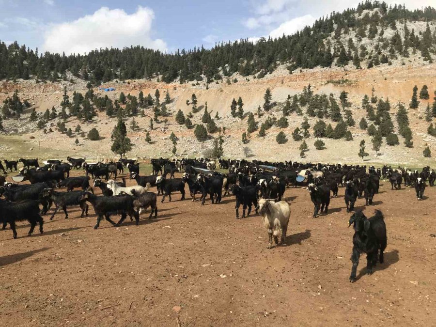 Antalya’da Yörüklerin Yayla Dönüşü Başladı