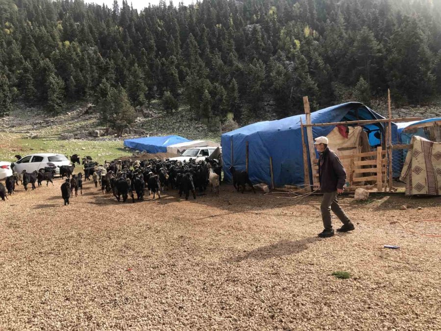 Antalya’da Yörüklerin Yayla Dönüşü Başladı