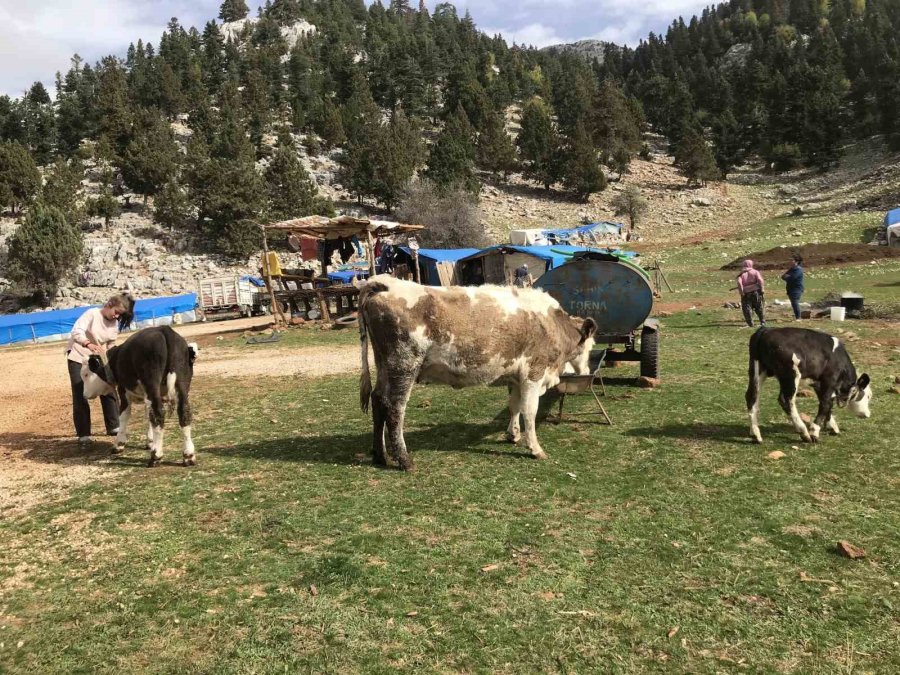 Antalya’da Yörüklerin Yayla Dönüşü Başladı