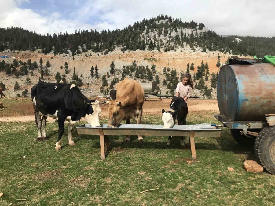 Antalya’da Yörüklerin Yayla Dönüşü Başladı