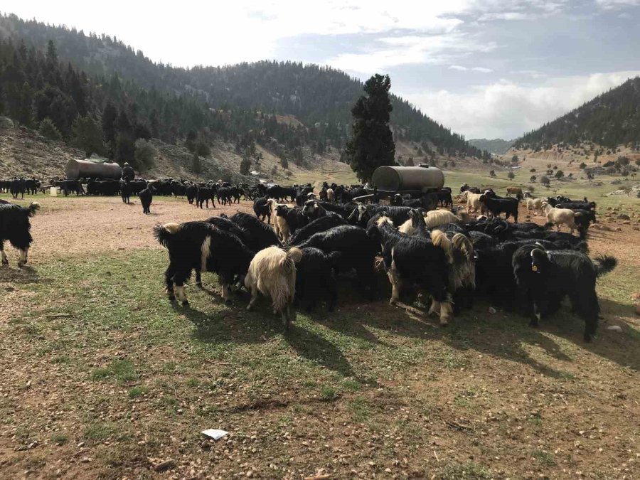 Antalya’da Yörüklerin Yayla Dönüşü Başladı