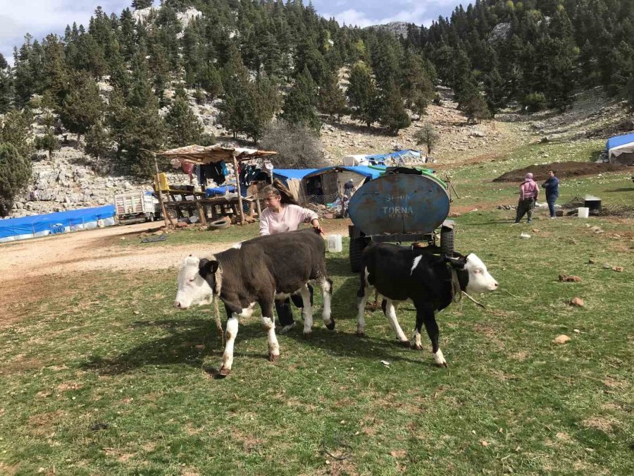 Antalya’da Yörüklerin Yayla Dönüşü Başladı