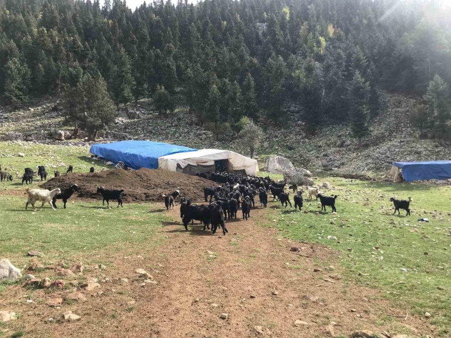 Antalya’da Yörüklerin Yayla Dönüşü Başladı