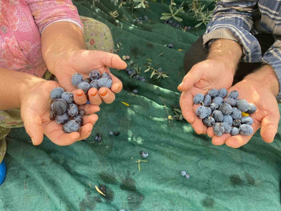 Antalya’da Şarkılı Türkülü Zeytin Hasadı